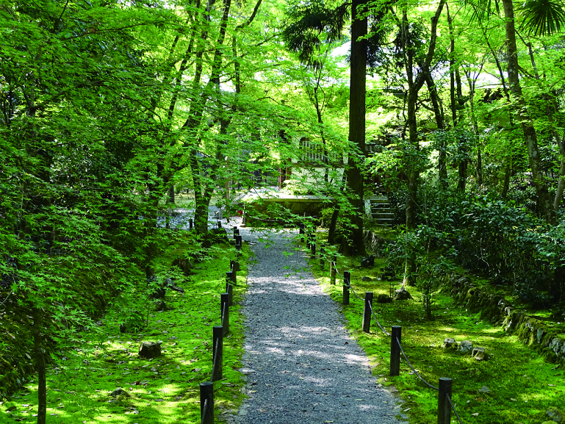 Rừng tre Nishikyo-ku: Trải nghiệm 