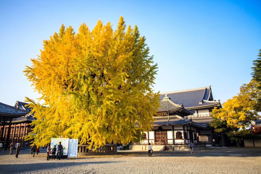 hyogo, osaka, nara, himeji, di sản thế giới, điểm ngắm cảnh, đền và điện thờ, phong cảnh thiên nhiên, nhật bản, 8 địa điểm ngắm bạch quả lá vàng đẹp nhất kansai