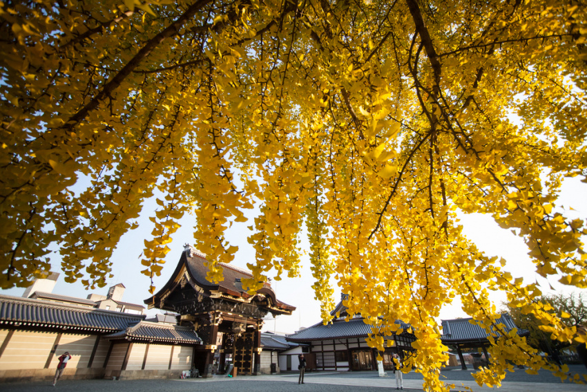 hyogo, osaka, nara, himeji, di sản thế giới, điểm ngắm cảnh, đền và điện thờ, phong cảnh thiên nhiên, nhật bản, 8 địa điểm ngắm bạch quả lá vàng đẹp nhất kansai