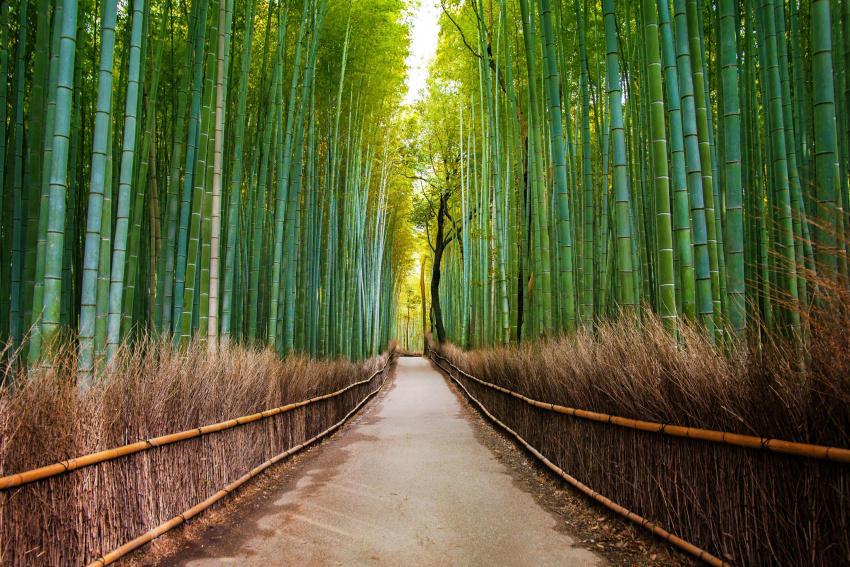 sagano, rừng tre arashiyama, đền và điện thờ, các hoạt động ngoài trời, điểm ngắm cảnh, di sản thế giới, điểm du lịch, nhật bản, 14 địa điểm tham quan không thể bỏ qua khi đến arashiyama!
