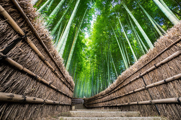 sagano, rừng tre arashiyama, đền và điện thờ, các hoạt động ngoài trời, điểm ngắm cảnh, di sản thế giới, điểm du lịch, nhật bản, 14 địa điểm tham quan không thể bỏ qua khi đến arashiyama!