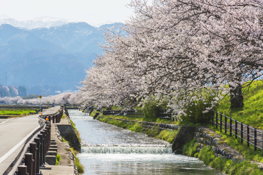 , điểm ngắm cảnh, bảo tàng, onsen (suối nước nóng), các hoạt động ngoài trời, ngắm cảnh, nhật bản, ngắm muôn hoa đua nở ở nyuzen và asahi, tỉnh toyama giữa mùa xuân qua chuyến du lịch 2 ngày 1 đêm bằng xe tự lái