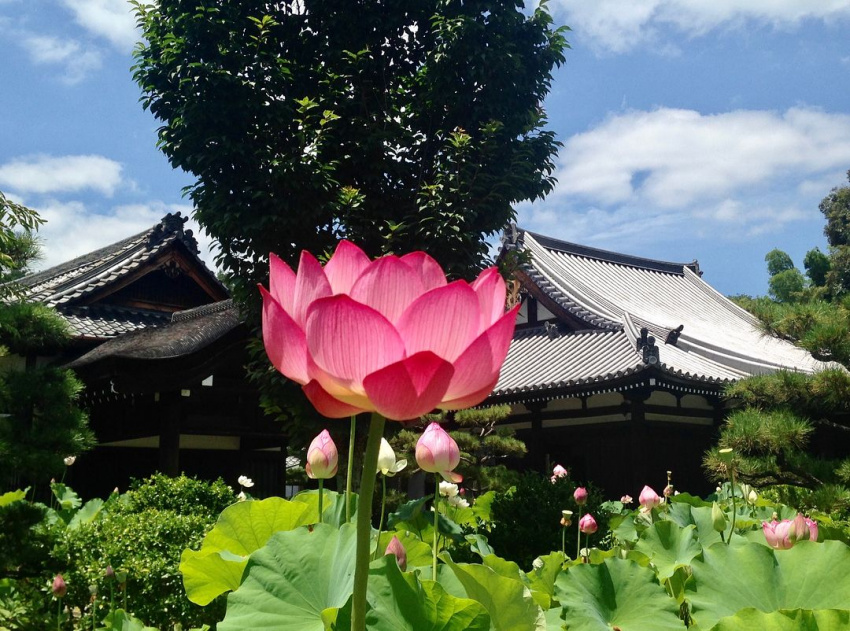 , điểm ngắm cảnh, điểm du lịch, nhật bản, 20 địa điểm tham quan ở takao, kyoto! danh thắng ngắm lá đỏ ít người biết