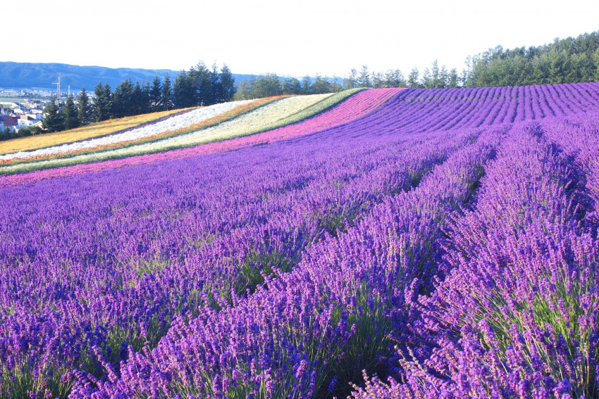 16 vườn hoa tuyệt đẹp bạn nhất định phải ghé thăm khi đến Nhật Bản