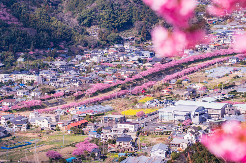 kawazu zakura, suối nước nóng, izu, onsen (suối nước nóng), sự kiện & lễ hội, điểm ngắm cảnh, trải nghiệm, nhật bản, khám phá đảo izu vào mùa xuân: suối nước nóng hokkawa và lễ hội hoa anh đào kawazu