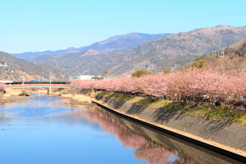 kawazu zakura, suối nước nóng, izu, onsen (suối nước nóng), sự kiện & lễ hội, điểm ngắm cảnh, trải nghiệm, nhật bản, khám phá đảo izu vào mùa xuân: suối nước nóng hokkawa và lễ hội hoa anh đào kawazu