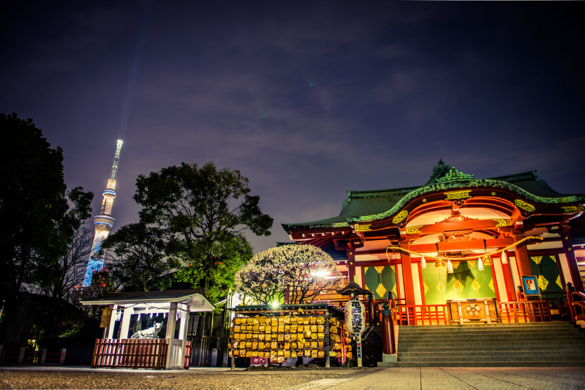 Tận hưởng mùa xuân sớm với hoa mơ tại 7 ngôi đền ở Tokyo