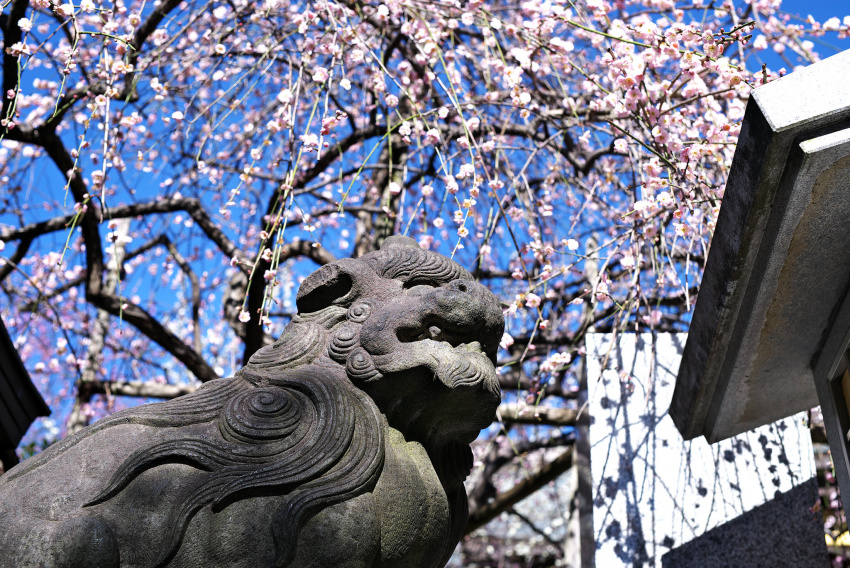 , đền và điện thờ, đền thờ, nhật bản, tận hưởng mùa xuân sớm với hoa mơ tại 7 ngôi đền ở tokyo