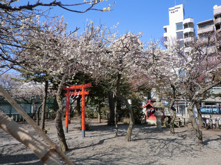, đền và điện thờ, đền thờ, nhật bản, tận hưởng mùa xuân sớm với hoa mơ tại 7 ngôi đền ở tokyo