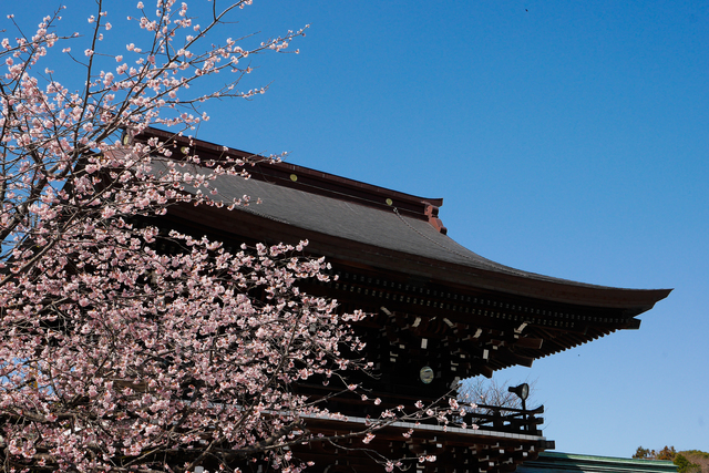 , đền và điện thờ, điểm ngắm cảnh, ngắm hoa và hoa anh đào, nhật bản, 11 địa điểm ngắm hoa anh đào nhất định phải tới khi đến fukuoka