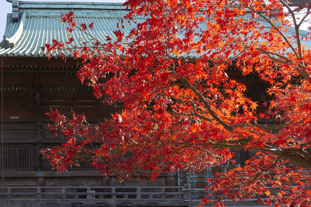[Cập nhật 2021] 10 địa điểm ngắm lá vàng mùa thu đẹp nhất quanh khu vực Tokyo
