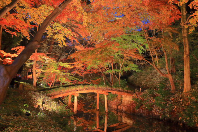 , đền và điện thờ, lá đỏ, nhật bản, [cập nhật 2021] 10 địa điểm ngắm lá vàng mùa thu đẹp nhất quanh khu vực tokyo