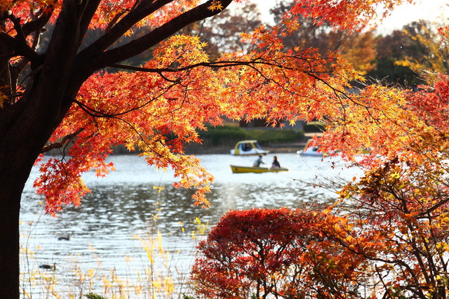, đền và điện thờ, lá đỏ, nhật bản, [cập nhật 2021] 10 địa điểm ngắm lá vàng mùa thu đẹp nhất quanh khu vực tokyo