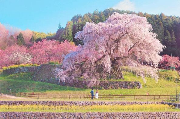 Sững sờ vẻ đẹp cây hoa anh đào 300 năm tuổi ở Nhật Bản