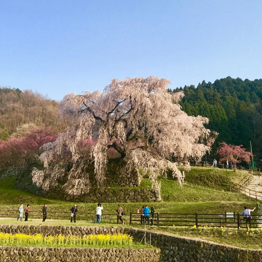 matabei zakura, tour nhat ban gia re, sững sờ vẻ đẹp cây hoa anh đào 300 năm tuổi ở nhật bản