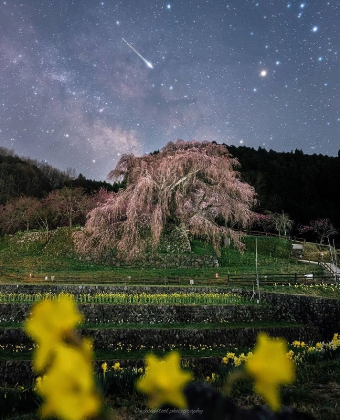matabei zakura, tour nhat ban gia re, sững sờ vẻ đẹp cây hoa anh đào 300 năm tuổi ở nhật bản