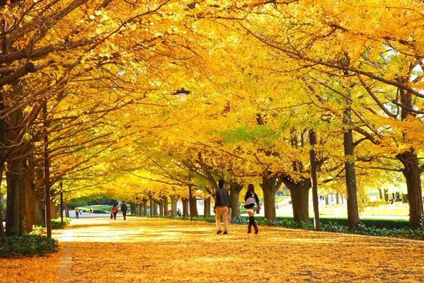 Những điểm ngắm lá vàng lý tưởng ở Nhật