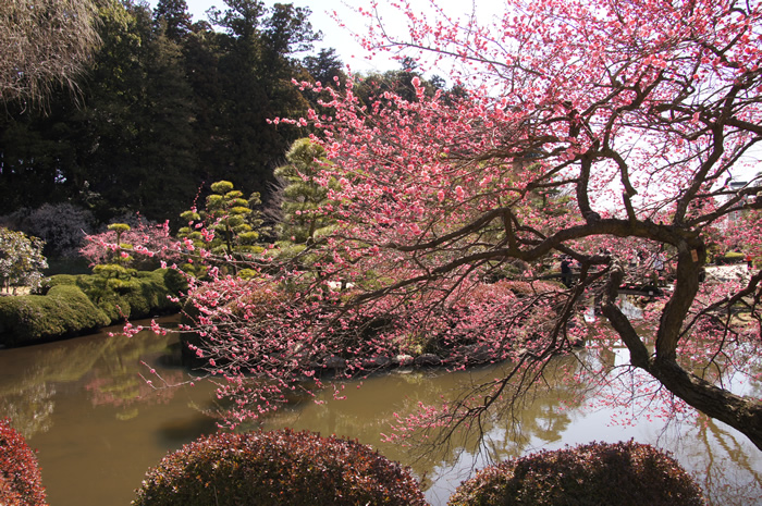 Một số địa điểm ngắm hoa mơ tuyệt đẹp tại Nhật