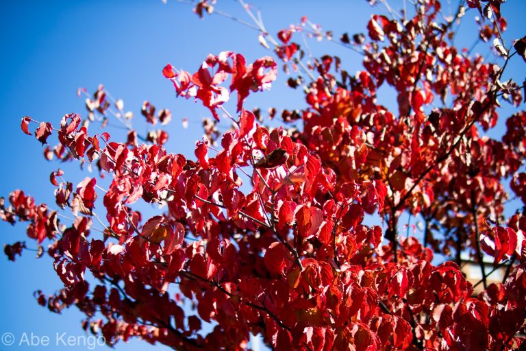 kỷ niệm ngắm lá đỏ tại nagano