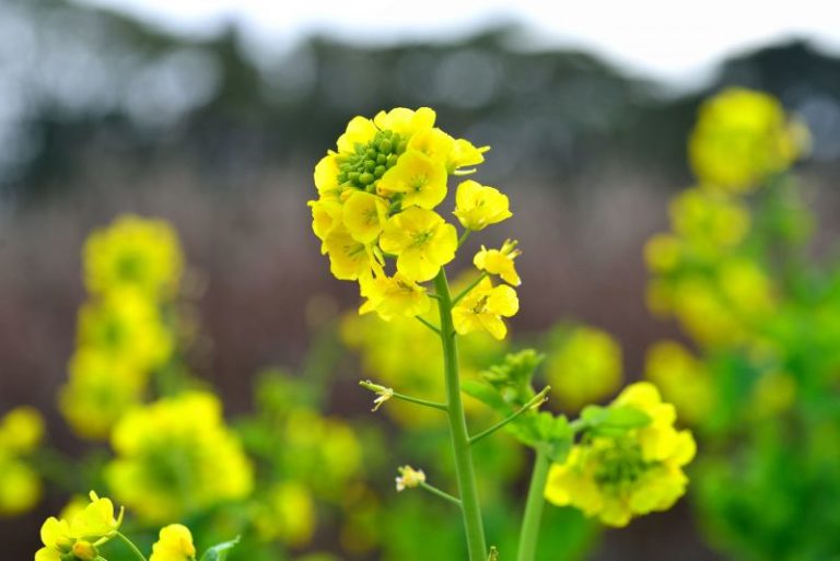 fukushima, hồi sinh, nhật bản, mảnh đất nhiễm phóng xạ hồi sinh nhờ một loài hoa vàng ai nấy đều quen thuộc