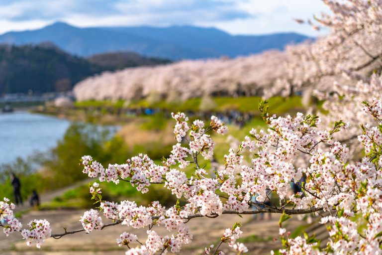sakura, giới thiệu về hoa anh đào ở aomori – akita – iwate