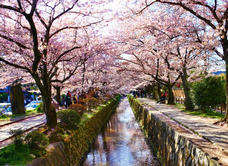 Nếu tưởng Sakura – hoa anh đào Nhật Bản chỉ có một loại thì bạn đã nhầm to rồi