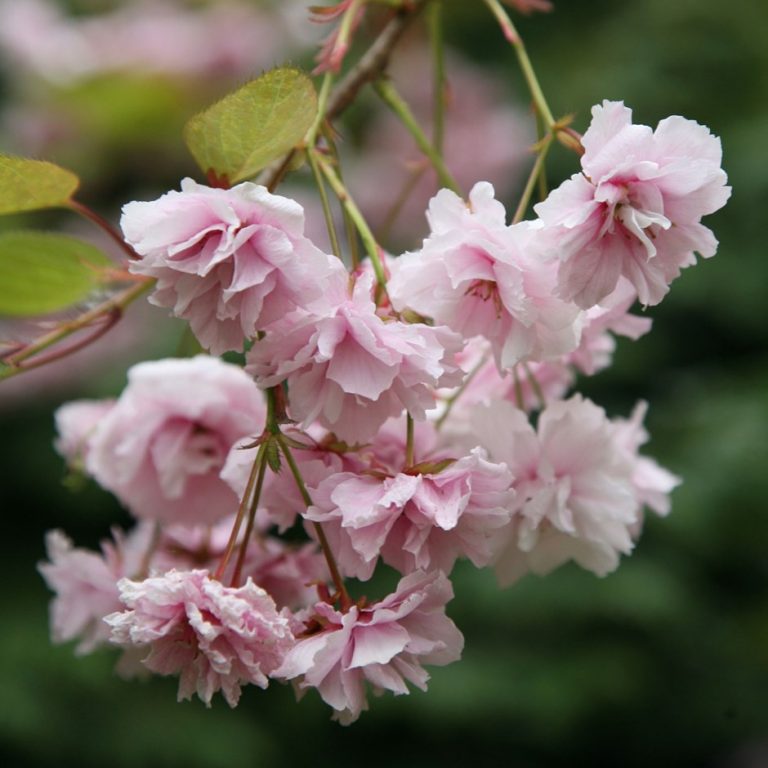 hoa anh đào, nếu tưởng sakura – hoa anh đào nhật bản chỉ có một loại thì bạn đã nhầm to rồi