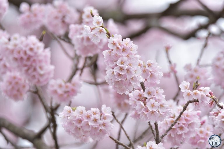 hoa anh đào, nếu tưởng sakura – hoa anh đào nhật bản chỉ có một loại thì bạn đã nhầm to rồi
