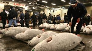 Nghề cá Nhật Bản: Bí mật của ngư dân