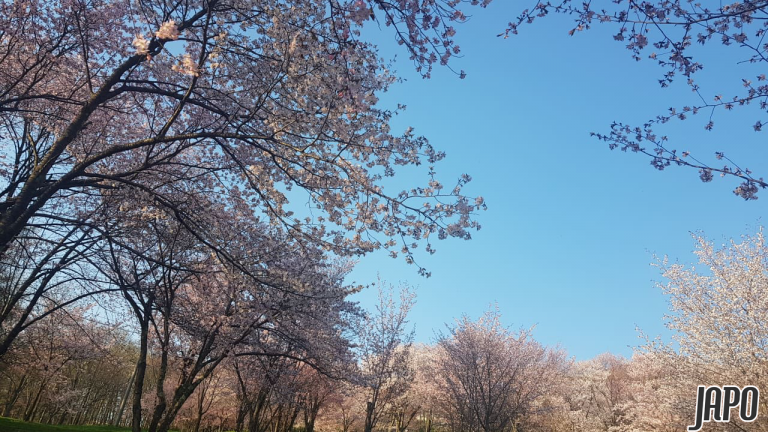 higashikawa, hokkaido, mùa xuân, sakura, thị trấn ảnh, xuân về trên công viên kitoushi qua lăng kính của nữ du học sinh việt nam