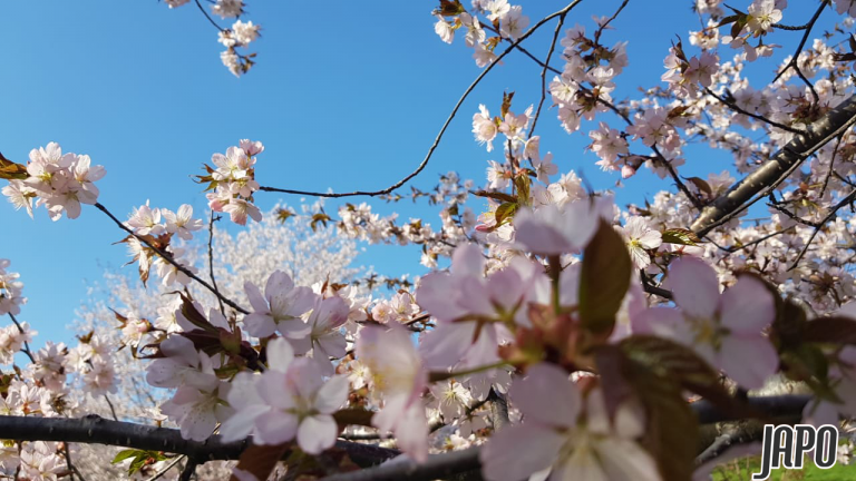 higashikawa, hokkaido, mùa xuân, sakura, thị trấn ảnh, xuân về trên công viên kitoushi qua lăng kính của nữ du học sinh việt nam