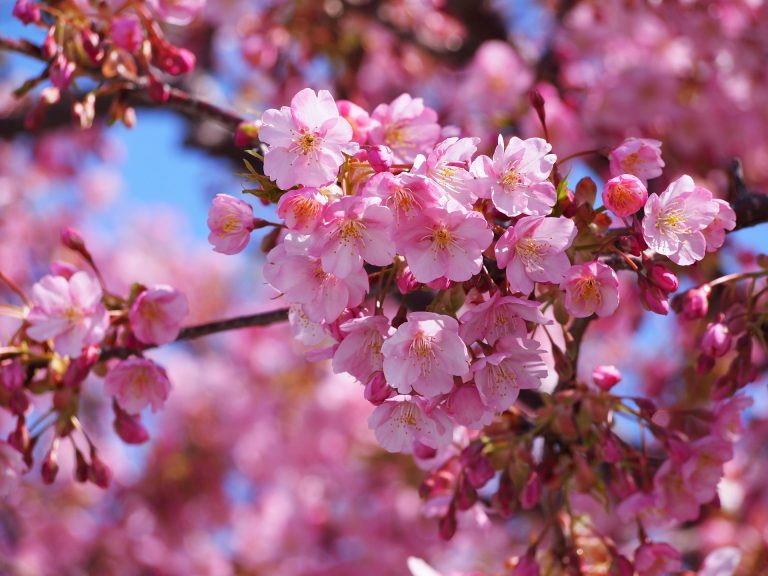 bạn có biết 6 món ăn mùa xuân đang “gây sốt” tại nhật không?