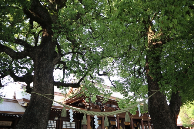 đền, meiji jingu, có dịp đến tokyo, đừng quên ghé qua “trung tâm quyền lực” lớn nhất thủ đô nhật bản !