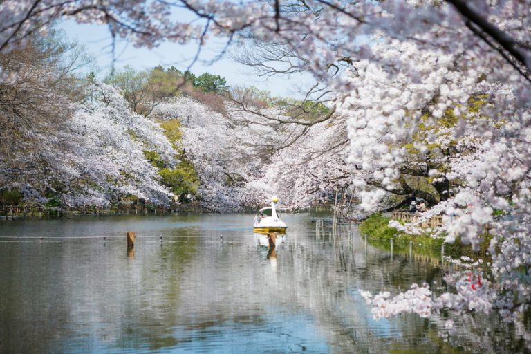 “Lời nguyền” công viên Inokashira – Hễ cặp đôi nào đến là chia tay
