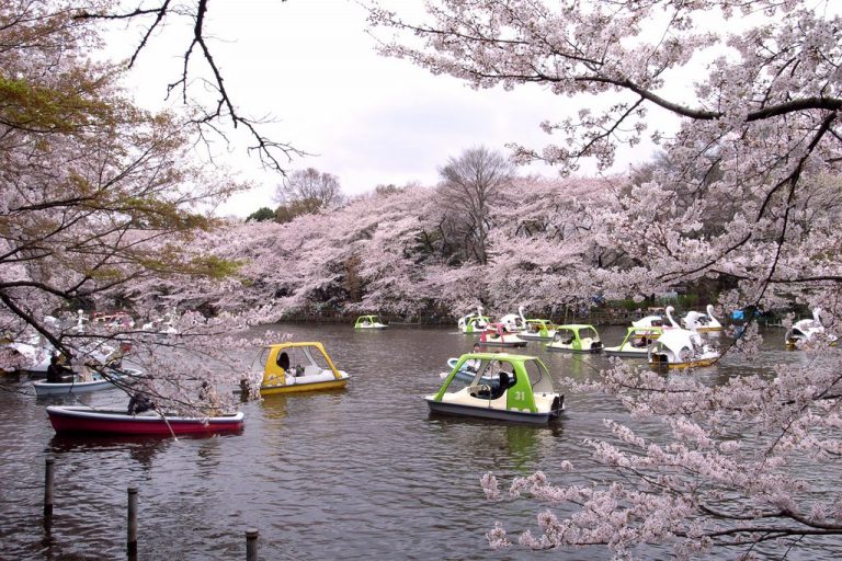 công viên, nhật bản, truyền thuyết, “lời nguyền” công viên inokashira – hễ cặp đôi nào đến là chia tay