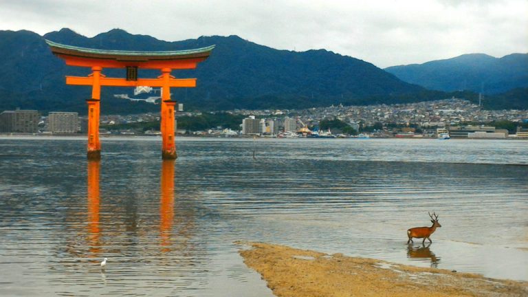 Nhật Bản – trong khi người chen chúc ở đô thị lớn, động vật thảnh thơi ở những vùng đất mà chúng là chúa tể