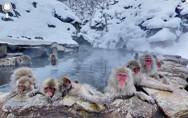 độc lạ, khỉ tuyết nhật bản, nhật bản, ơn giời lũ khỉ này ngâm nước nóng, bấm iphone vào mùa đông thay vì…