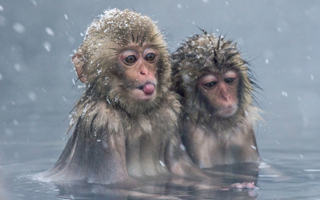 độc lạ, khỉ tuyết nhật bản, nhật bản, ơn giời lũ khỉ này ngâm nước nóng, bấm iphone vào mùa đông thay vì…