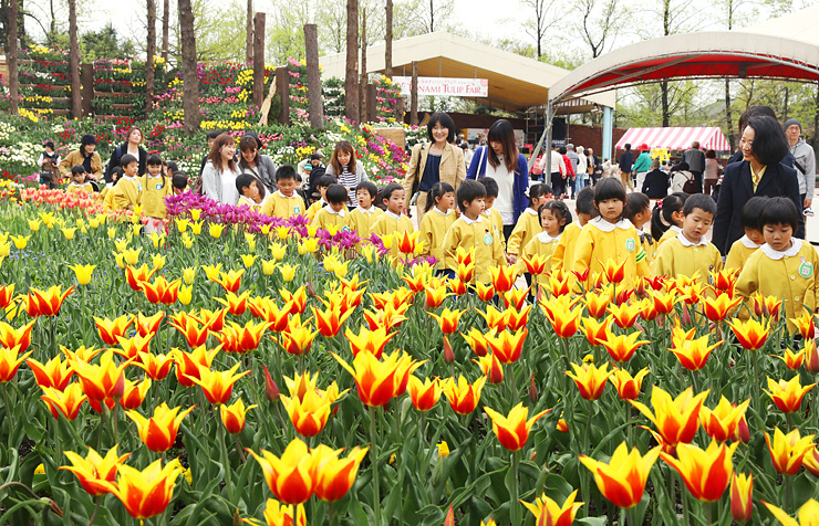 hoa tulip, lễ hội hoa tulip, mùa xuân nhật bản, tonami-shi, ai bảo xem hoa tulip phải đến hà lan? – mùa này, đến ngay tonami tham gia đại hội hoa tulip lớn nhất nhật bản
