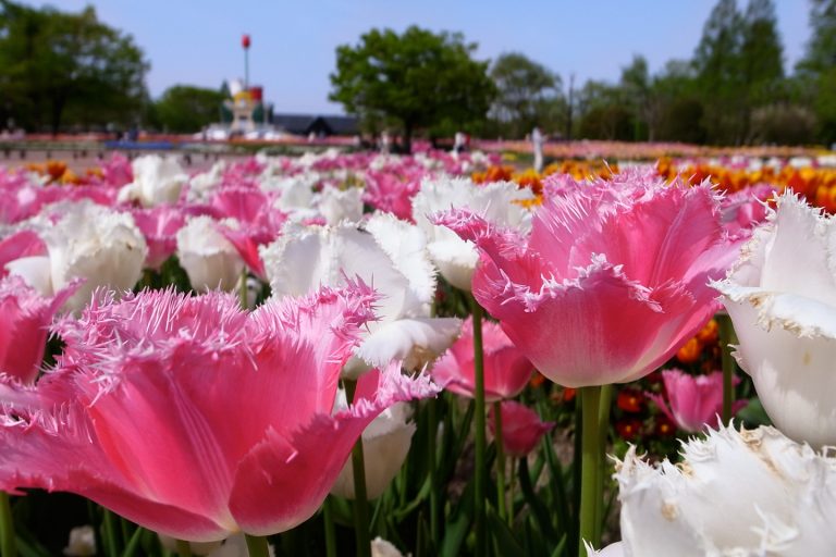 hoa tulip, lễ hội hoa tulip, mùa xuân nhật bản, tonami-shi, ai bảo xem hoa tulip phải đến hà lan? – mùa này, đến ngay tonami tham gia đại hội hoa tulip lớn nhất nhật bản