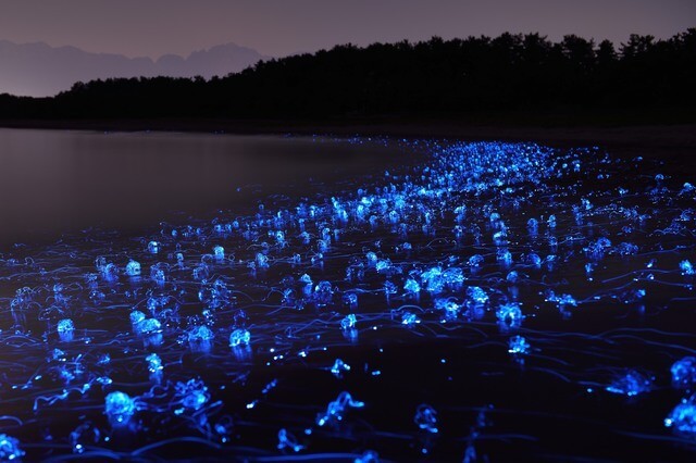 Sự thật đằng sau cảnh biển “lên đèn” màu Sapphire lấp lánh tại vịnh Toyama