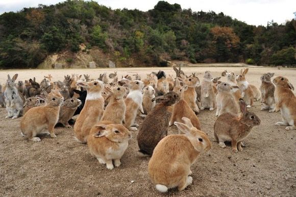 Đảo Thỏ Nhật Bản, gắn kết yêu thương giữa con người và động vật