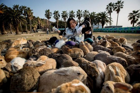 đảo thỏ, thỏ, đảo thỏ nhật bản, gắn kết yêu thương giữa con người và động vật