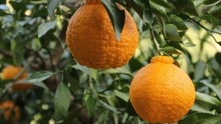 Cam Sumo Citrus của người Nhật Bản có thật sự nổi tiếng thế giới?