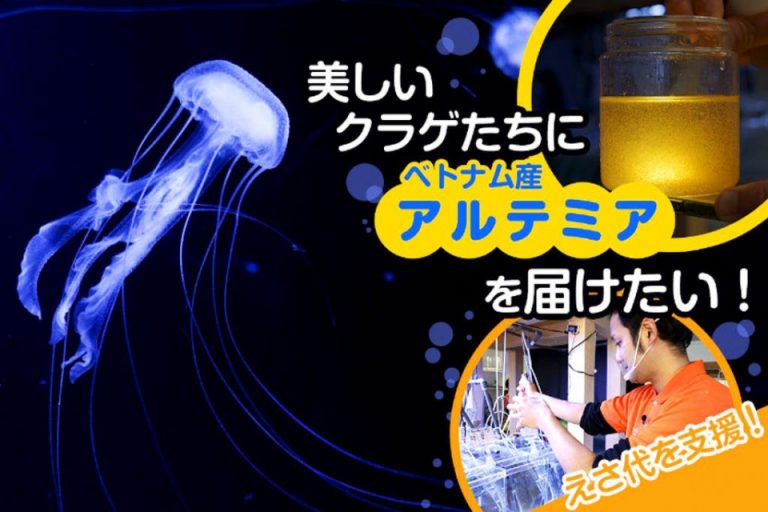 Thuỷ cung sứa lớn nhất thế giới ở Nhật huy động vốn cộng đồng để duy trì sự sống của hơn 30 loài sứa