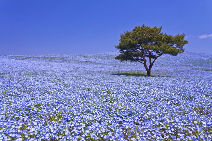 Mùa xuân sang không chỉ có hoa Anh Đào – Những cảnh đẹp bạn có thể đã bỏ lỡ khi đến Nhật