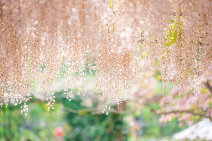 Hoa Tử Đằng ở Công viên Hoa Ashikaga nở sớm, du khách có thể thăm quan bắt đầu từ ngày 15 tháng 4 năm 2021