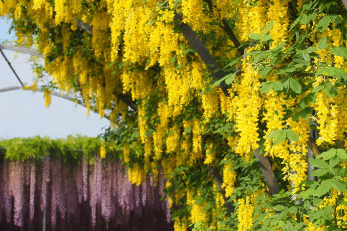ngắm hoa, hoa tử đằng ở công viên hoa ashikaga nở sớm, du khách có thể thăm quan bắt đầu từ ngày 15 tháng 4 năm 2021