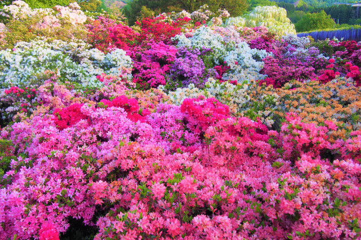 ngắm hoa, hoa tử đằng ở công viên hoa ashikaga nở sớm, du khách có thể thăm quan bắt đầu từ ngày 15 tháng 4 năm 2021
