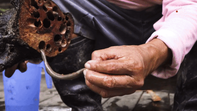 Hà đục gỗ - Đặc sản Philippines bổ dưỡng siêu đắt đánh gục món đuông dừa Việt Nam